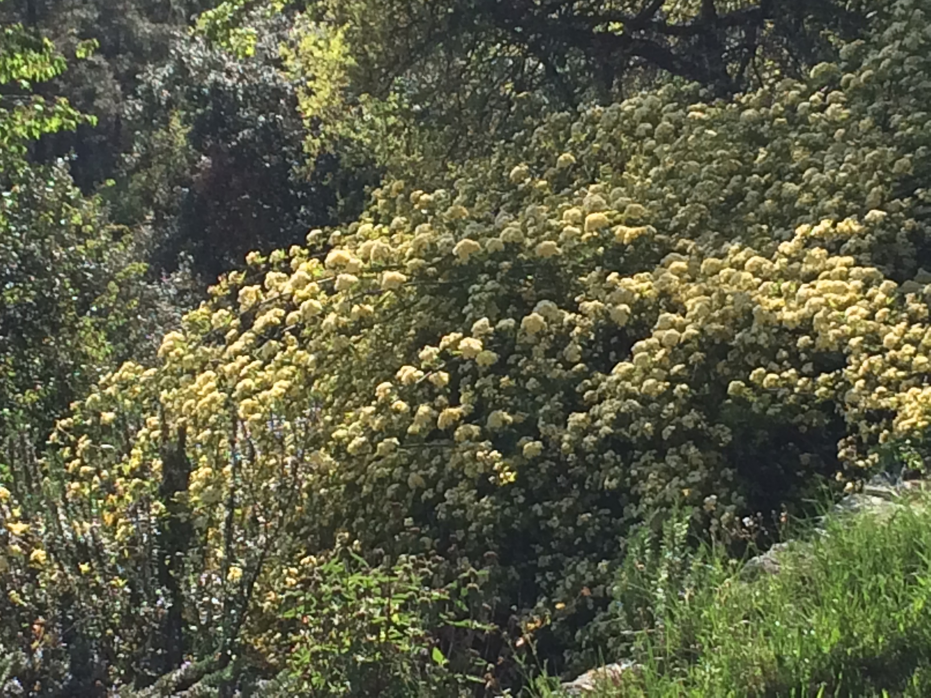 Avril 2017 visites d’une peintre, d’un jardinier…