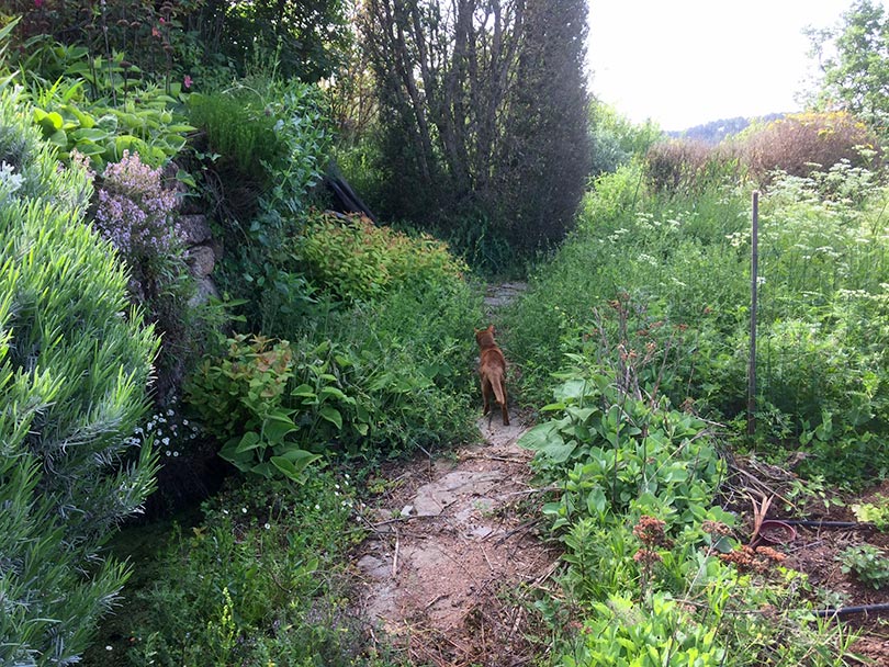 rousselonge-2018-jardin-2