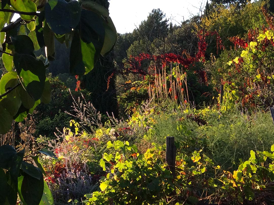 rousselonge-automne-1080